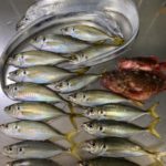 こんなに釣れました♪